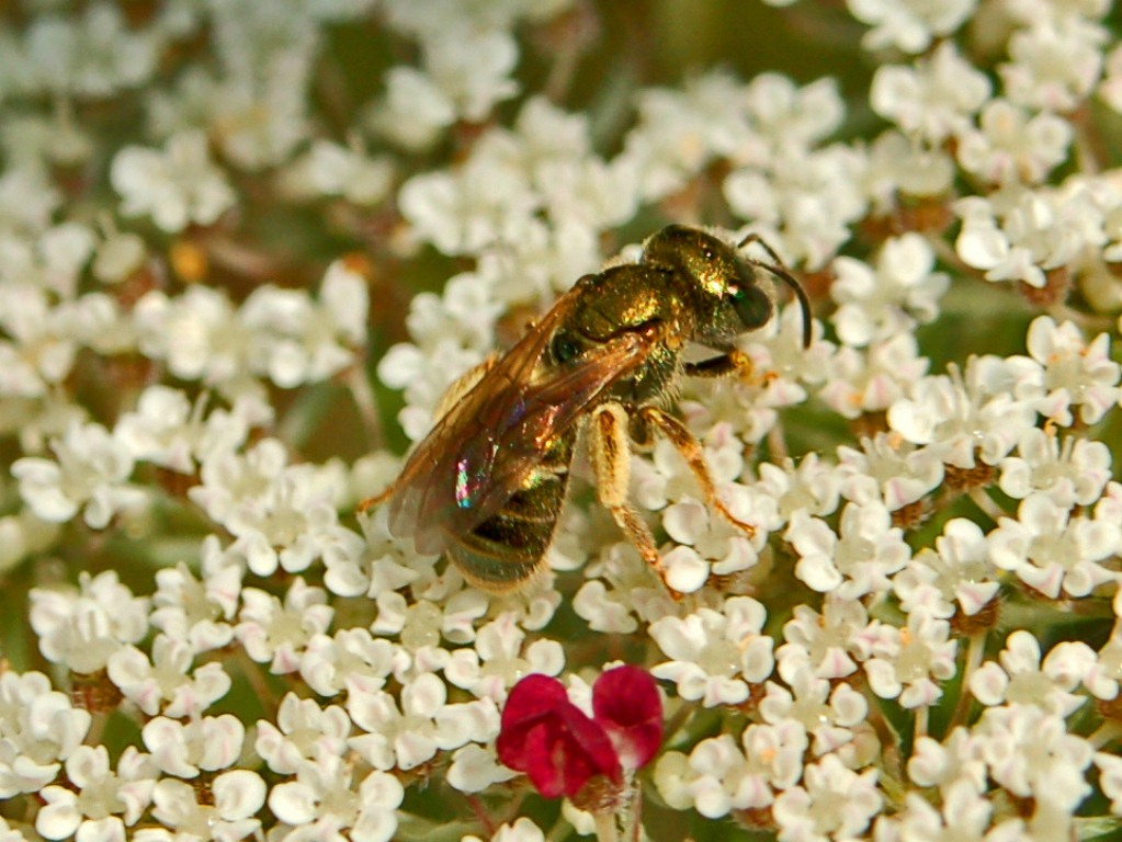 Probabile Halictus gemmeus